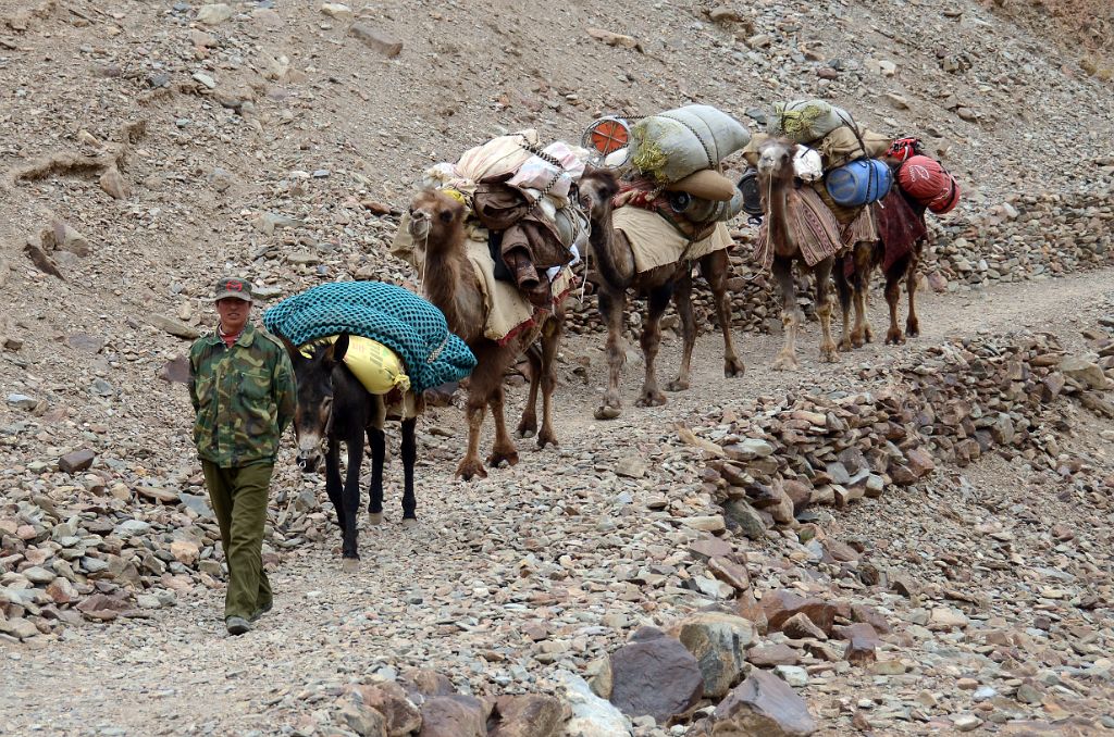 11 Camel Man Leads His Donkey And Three Camels Down To The Surakwat River From The Terrace Between Yilik Village And Sarak On Trek To K2 North Face In China
